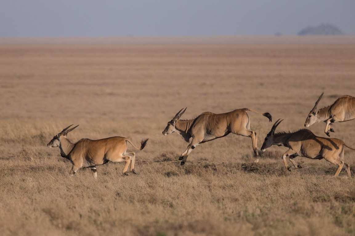 Northern Circuit Tanzania National Parks SafariBando