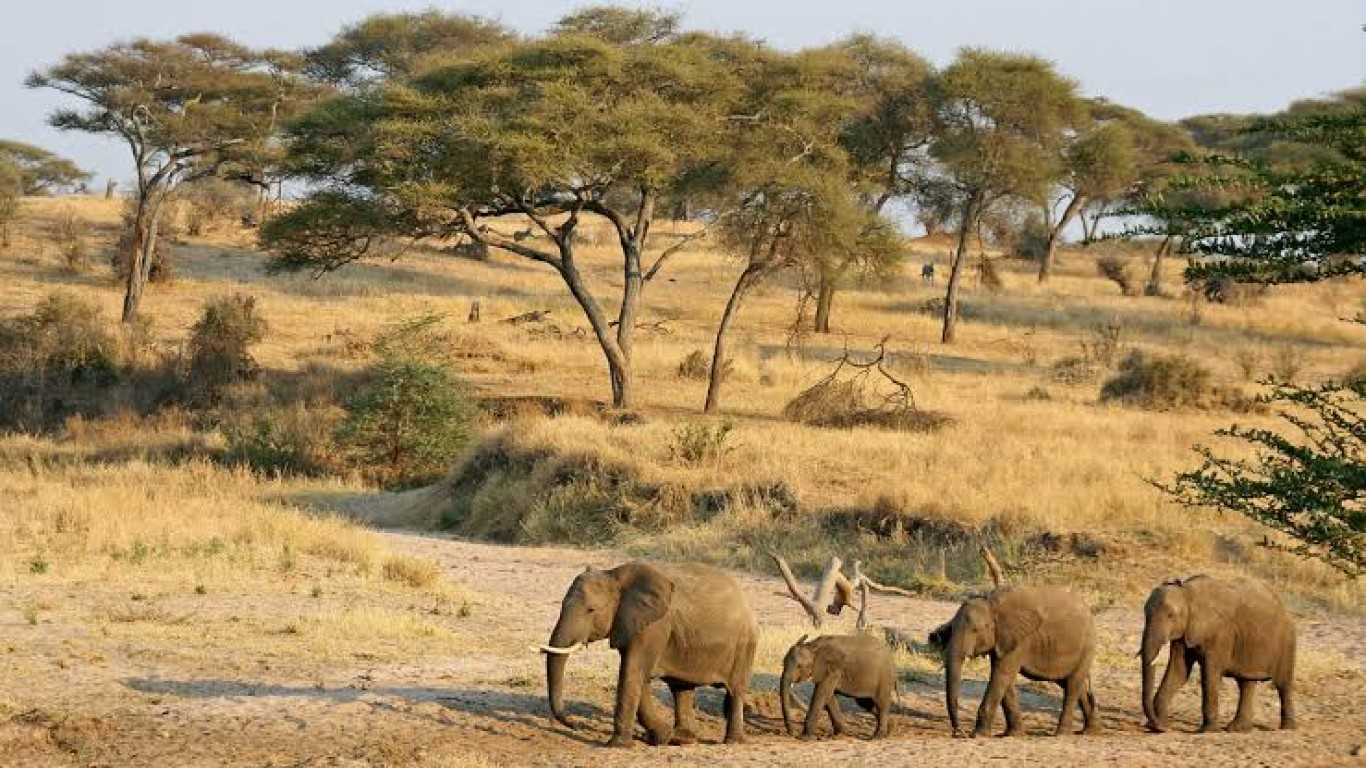 Tanzania Safari, Kilimanjaro Trekking and Zanzibar Holiday - SafariBando