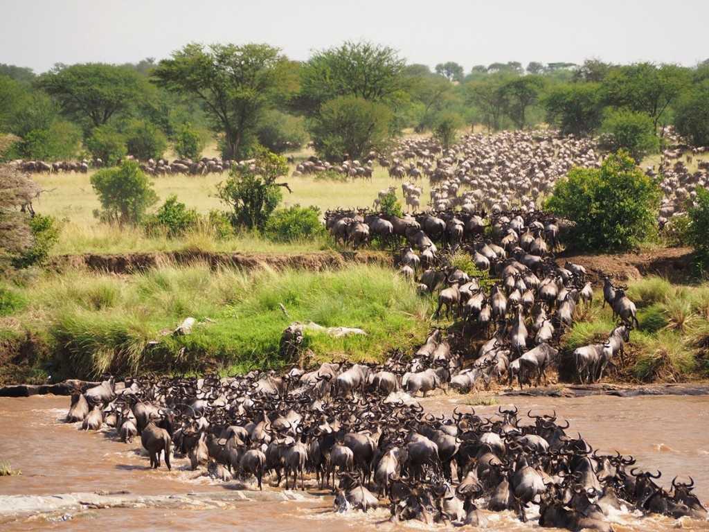 2025-2026 Guide to Serengeti Great Wildebeest Migration