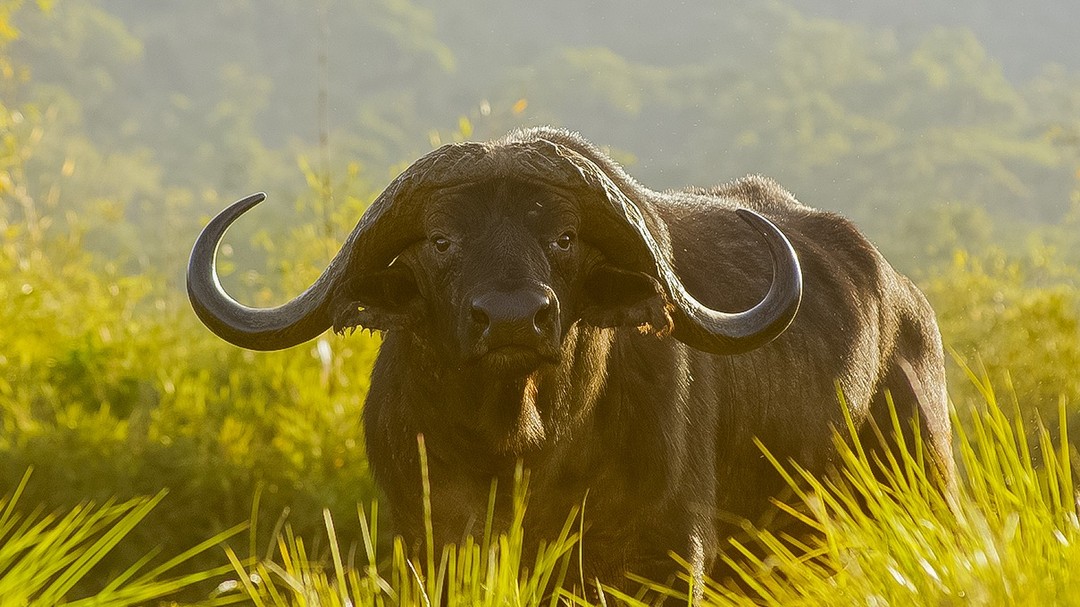 Tanzania Wildlife Safari: A Deep Dive Into Africa’s Most Majestic Animals