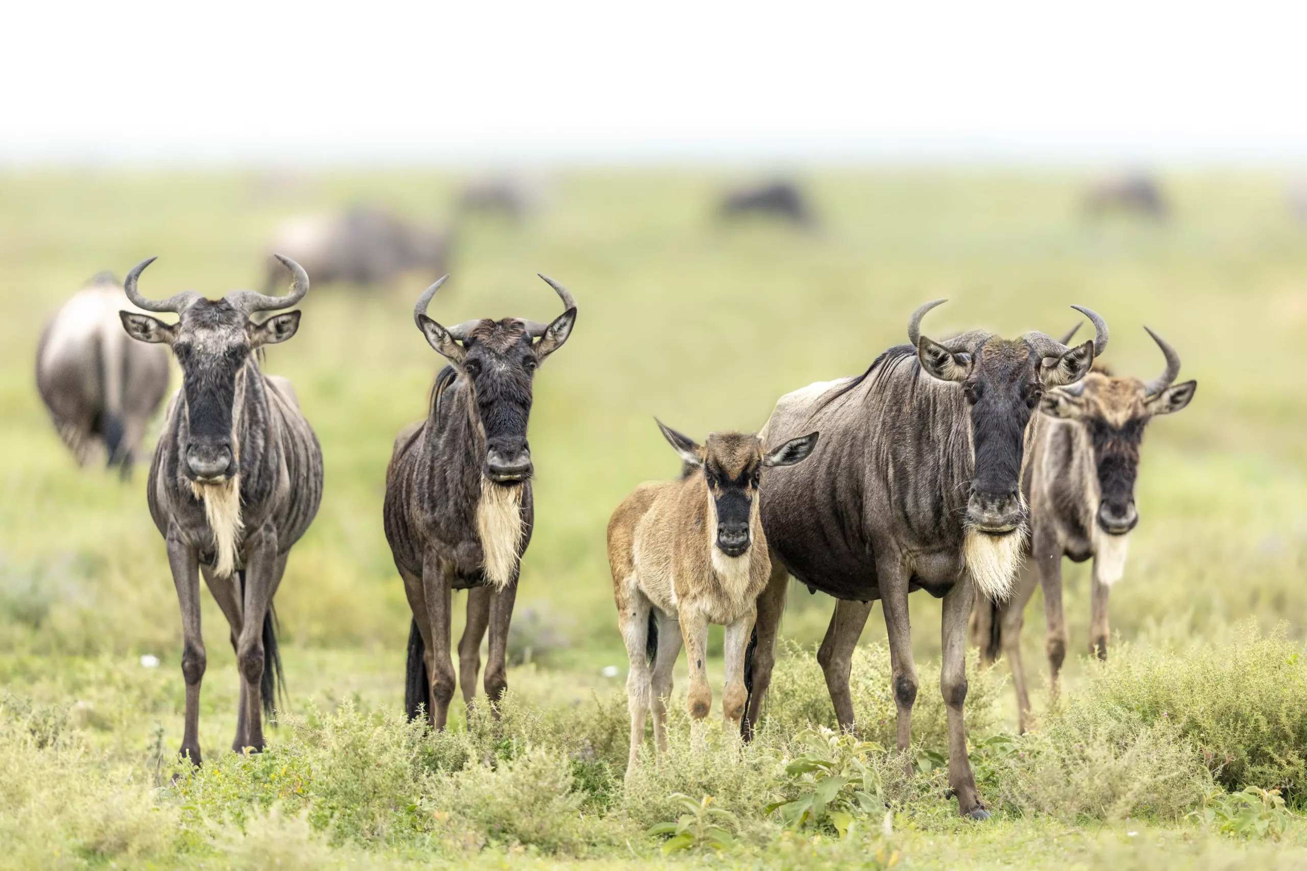 Top 5 Spots to Witness the Serengeti Great Wildebeest Migration