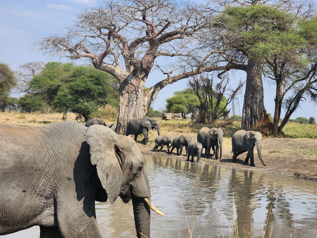 Top Tarangire Safari Tours: Discover Tanzania's Hidden Wildlife Gems