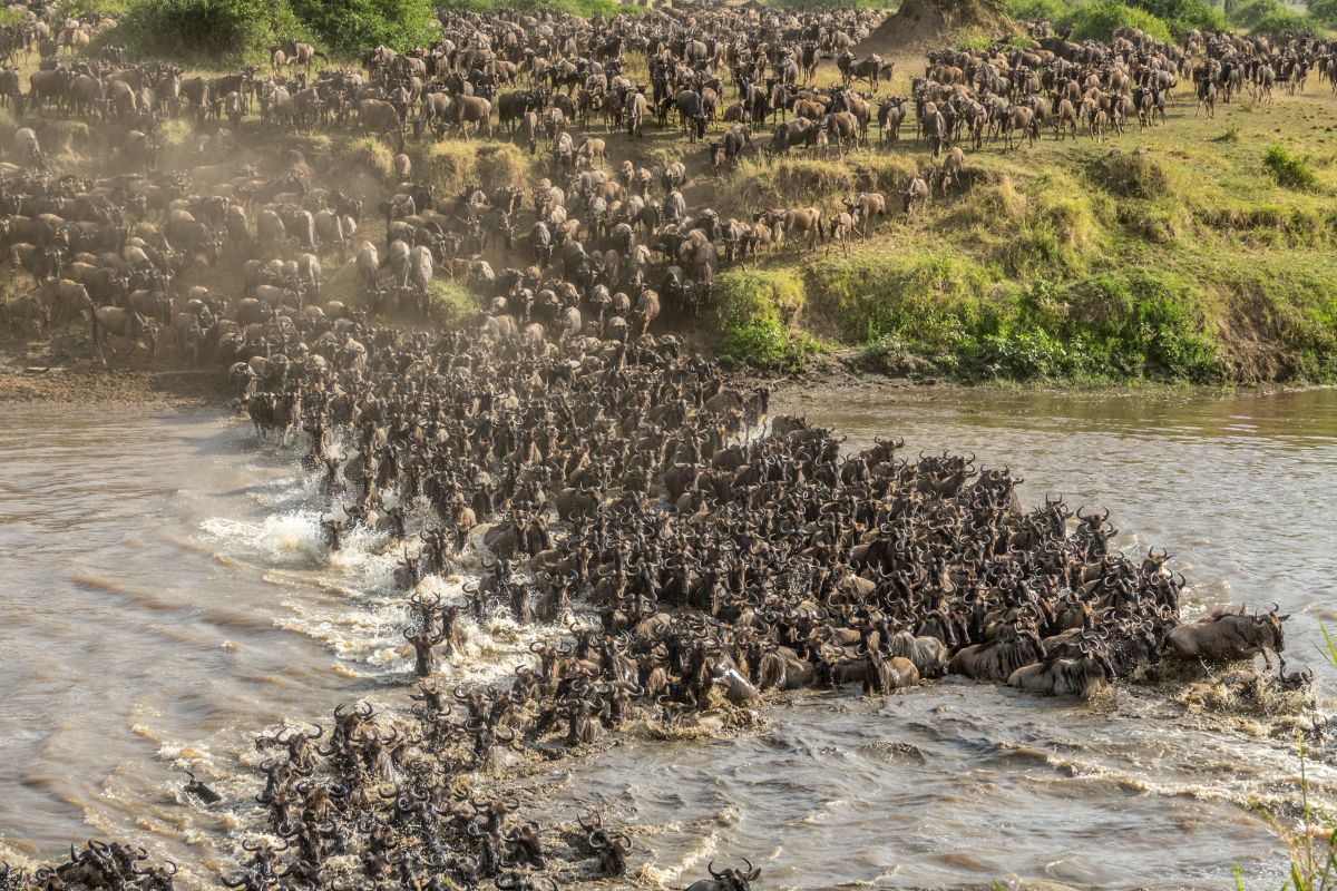 When and Where to See the Great Migration in Tanzania