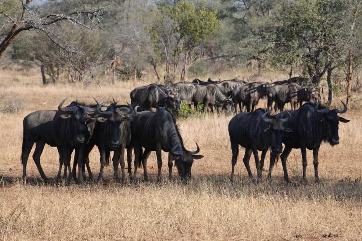 how-the-great-wildebeest-migration-works-safaribando