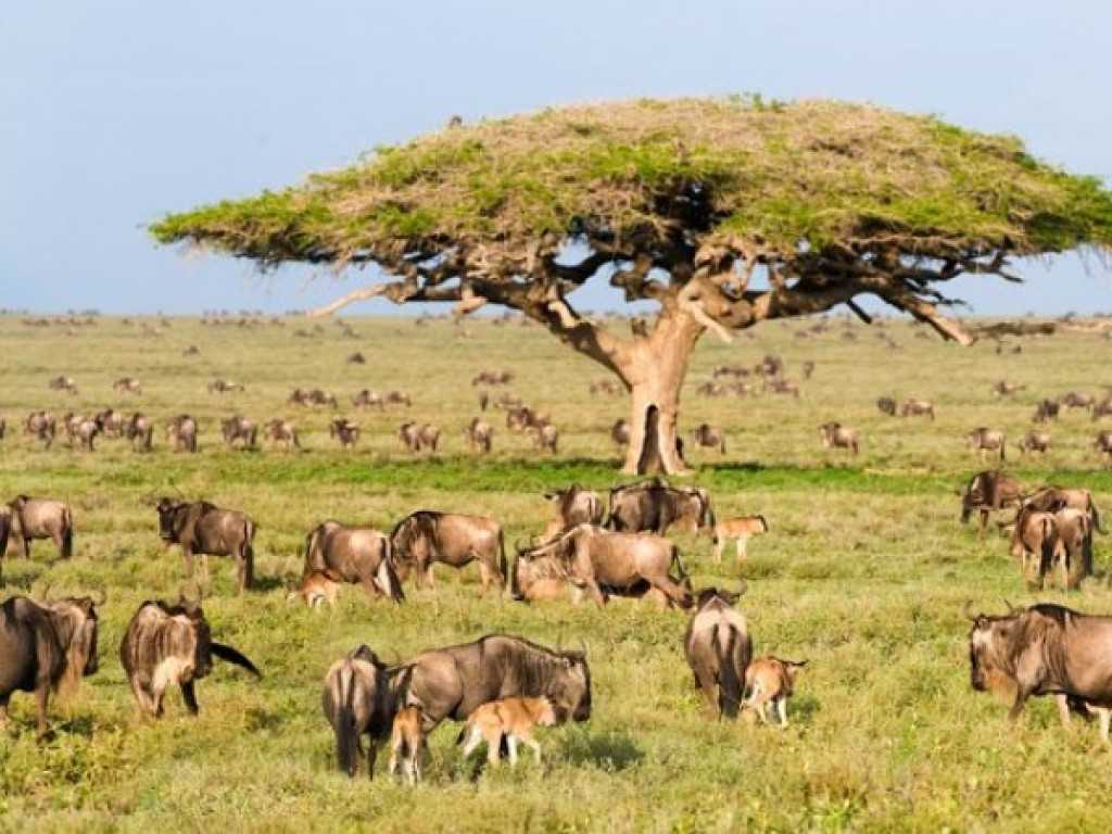 The great Serengeti wildebeest migration 2023