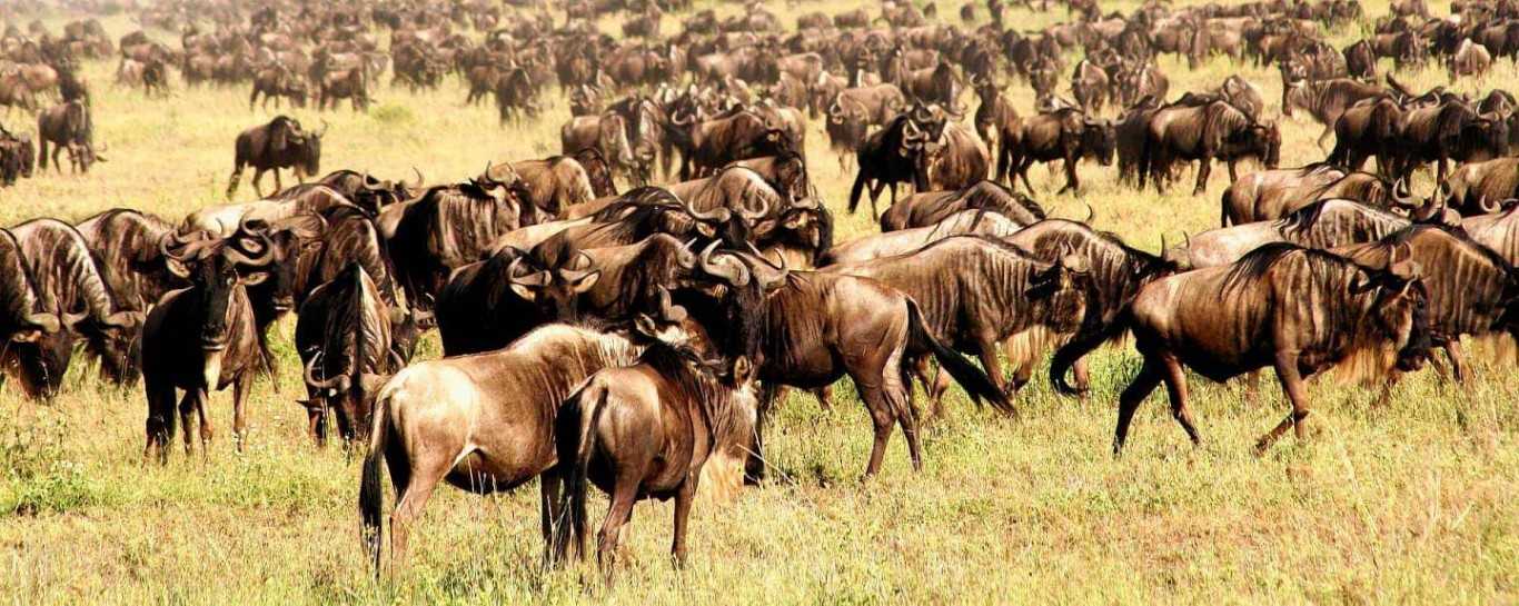 Guide To Serengeti Great Wildebeest Migration & Best Time To See It In Tanzania