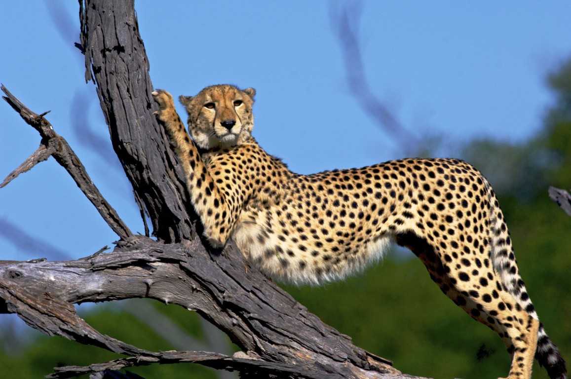 Serengeti – One of Africa’s top safari destinations