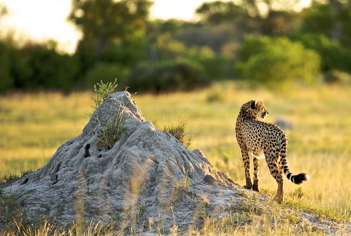 What To Consider When Planning A Luxury Safari In Tanzania