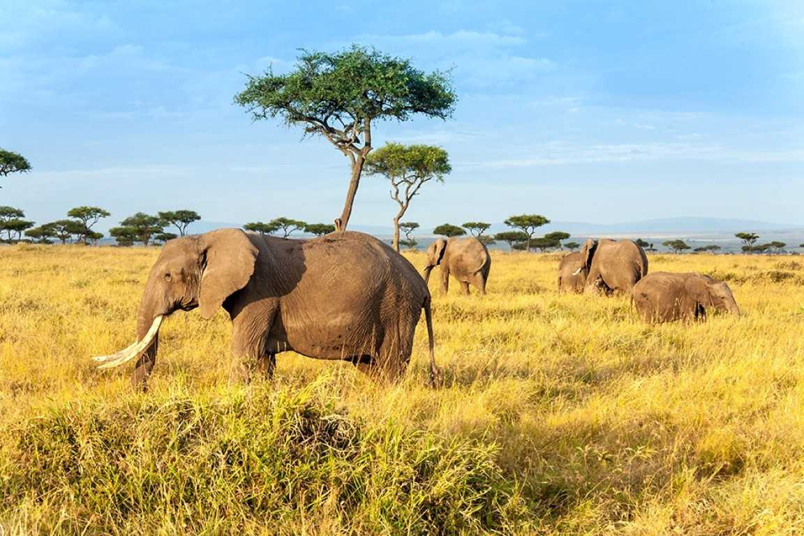 Tanzania safaris for first-timers: 8 things to know before you book