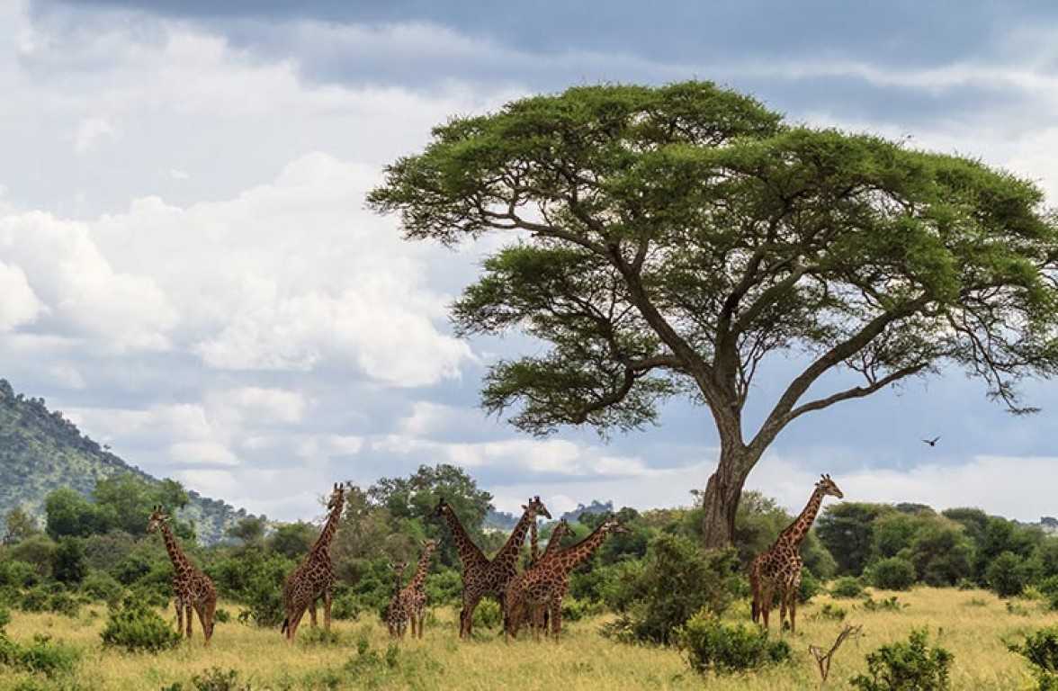 On Safari: The Best National Parks in Tanzania