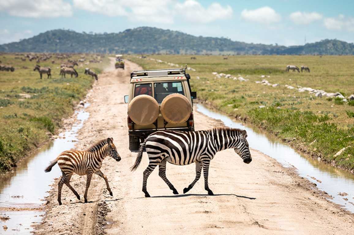 3 Top Most Serengeti Safari Tours: A Guide For Tour Lovers!