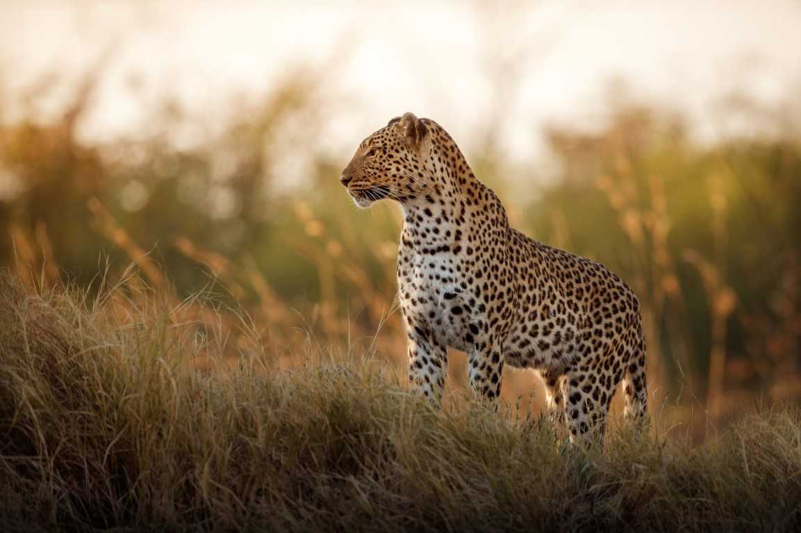 What To Expect During Your Tanzania Wildlife Safari?