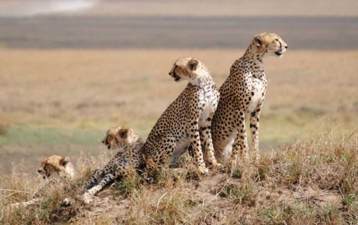 10 Best Tanzania Safaris & Tours for  2023-2024