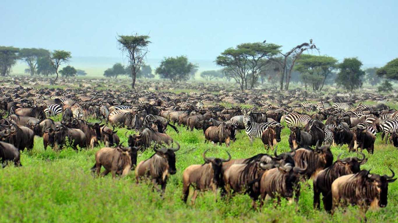 Wildebeest migratory safari Tanzania