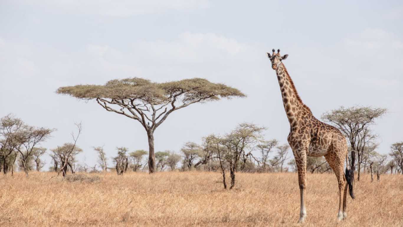 Going on safari in Serengeti National Park