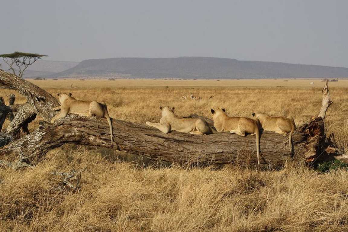 When is the best time to go on a Tanzania safari?