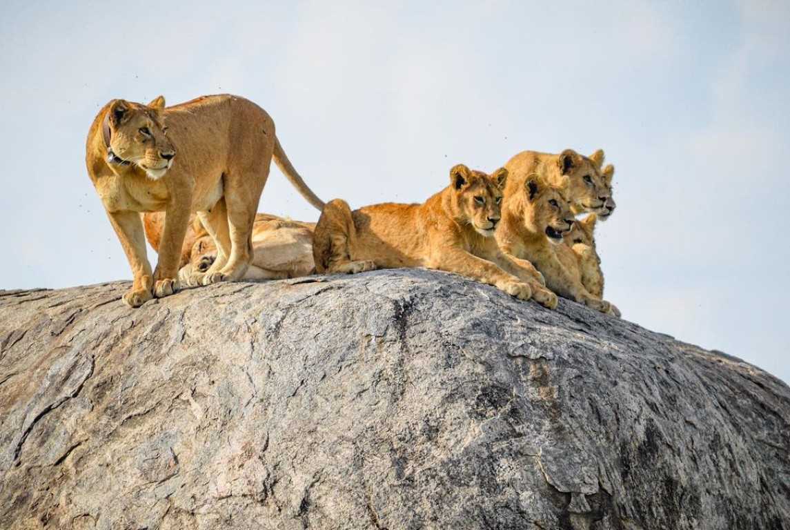 Spotting the Big Five: A Guide to Tanzania's Famous Wildlife