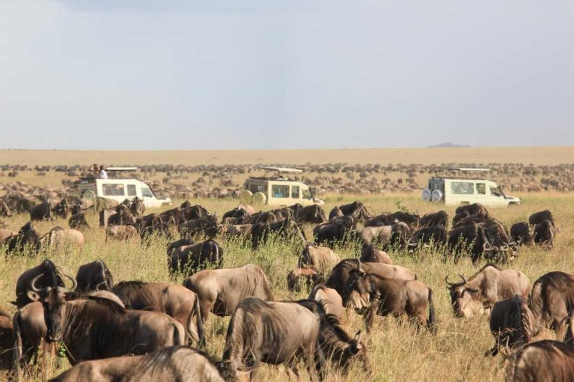 Budgeting for a Tanzania Safari: Tips and Insights into Tanzania Safari Costs