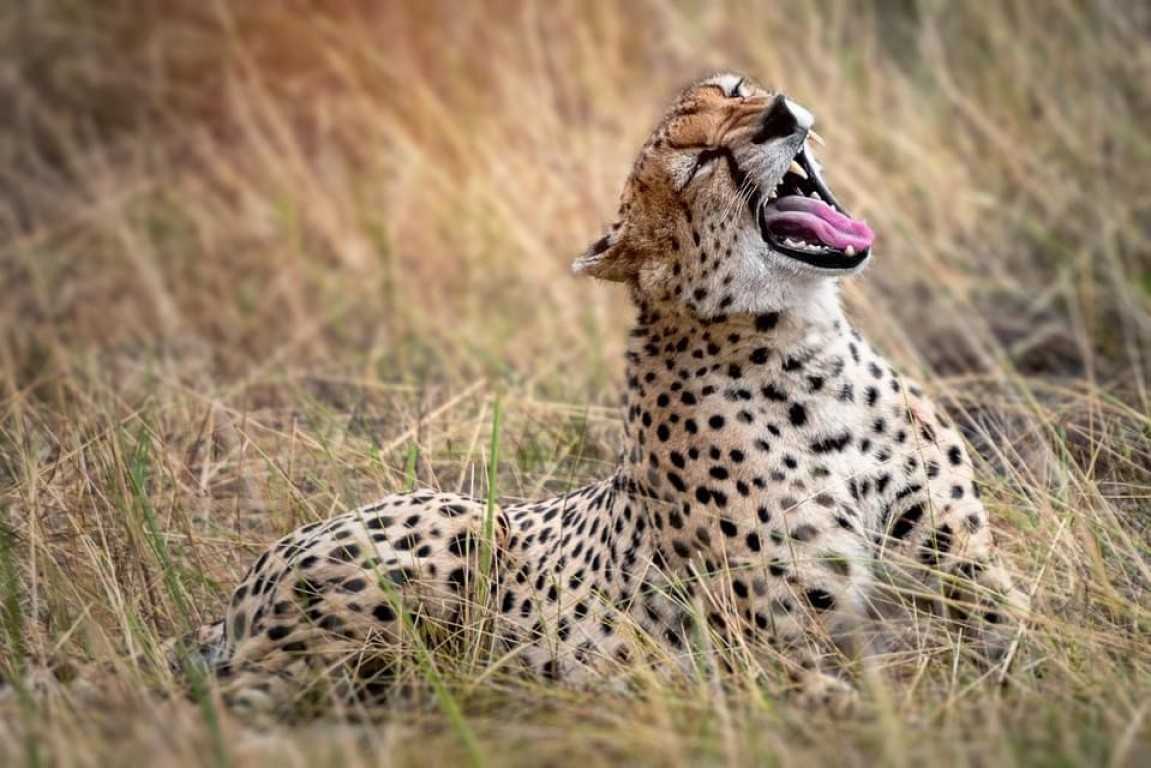 How to Read Tanzania Safari Reviews and Recommendations