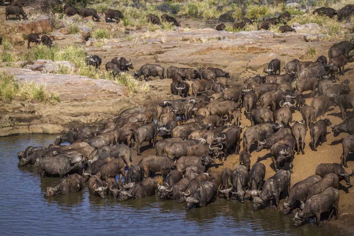 Where to Go for the Wildebeest Migration