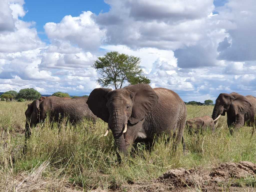 10 Best Luxury Safari Camps & Lodges in the Serengeti: Our top picks