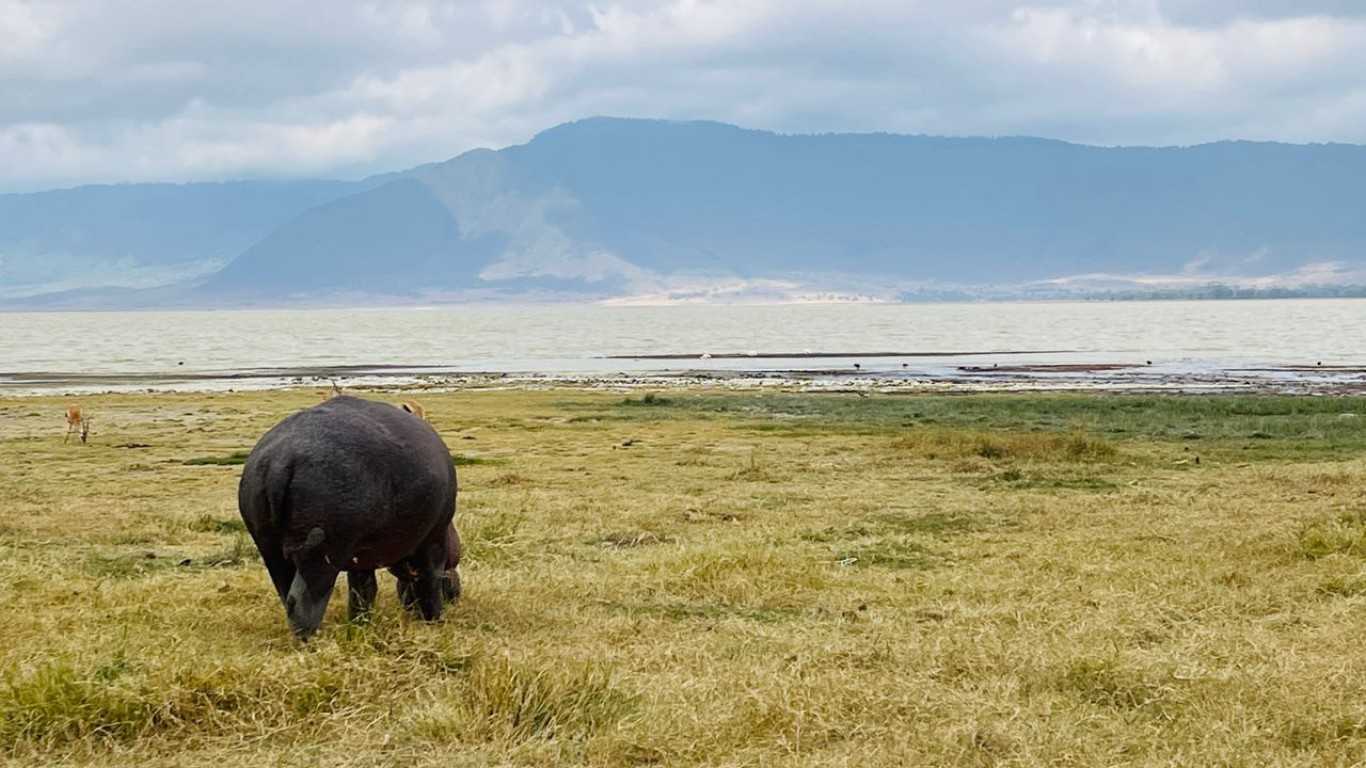 Tanzania Safari From Zanzibar: Last minute Safari from Zanzibar