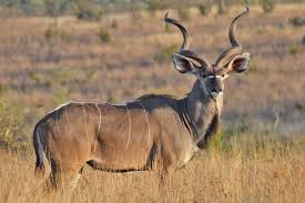 Ruaha national park